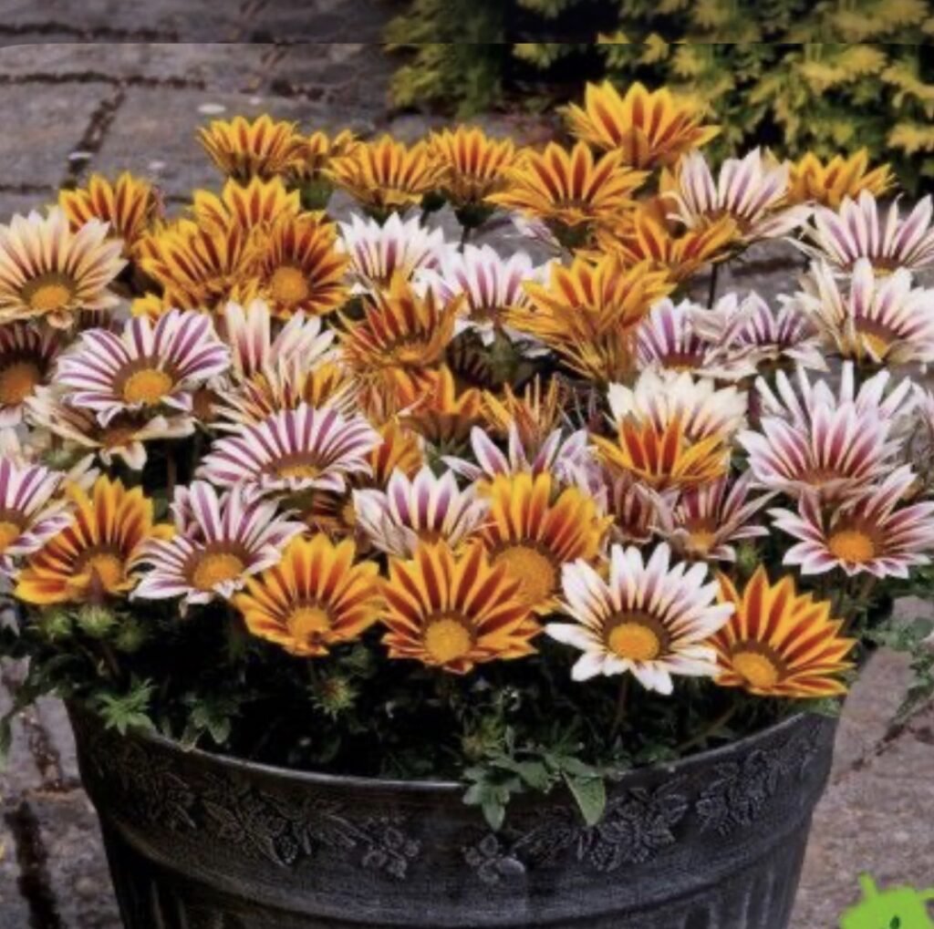 Газанія Kiss F1 Flame Mix, 10шт