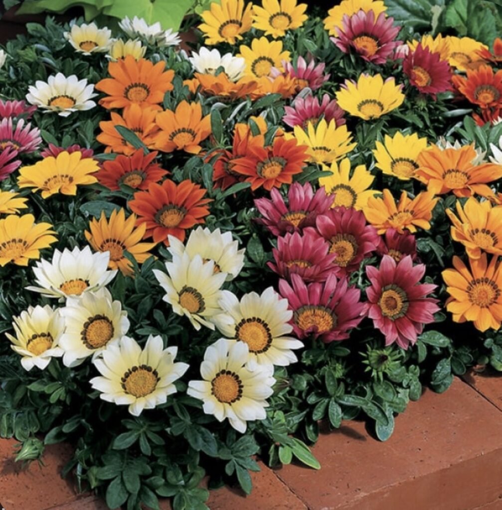 Газанія Kiss Mix, 10шт