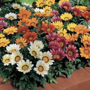 Газанія Kiss Mix, 10шт