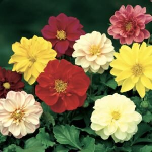 Жоржина Fresco Formula Mix, 10шт