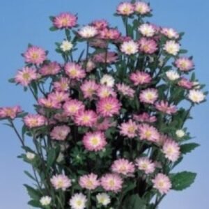 Айстра Serenade Rose tipped White, 15шт