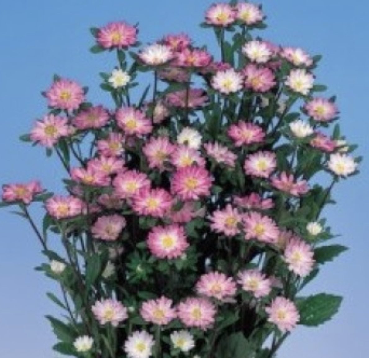 Айстра Serenade Rose tipped White, 15шт Айстра Serenade Rose tipped White, 15шт