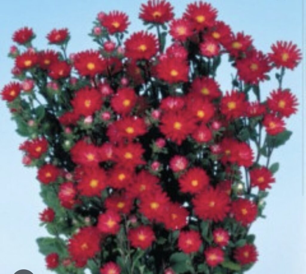 Айстра Serenade Scarlet, 15шт