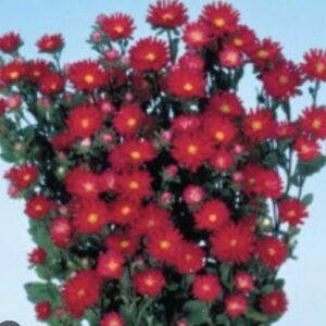 Айстра Serenade Scarlet, 15шт