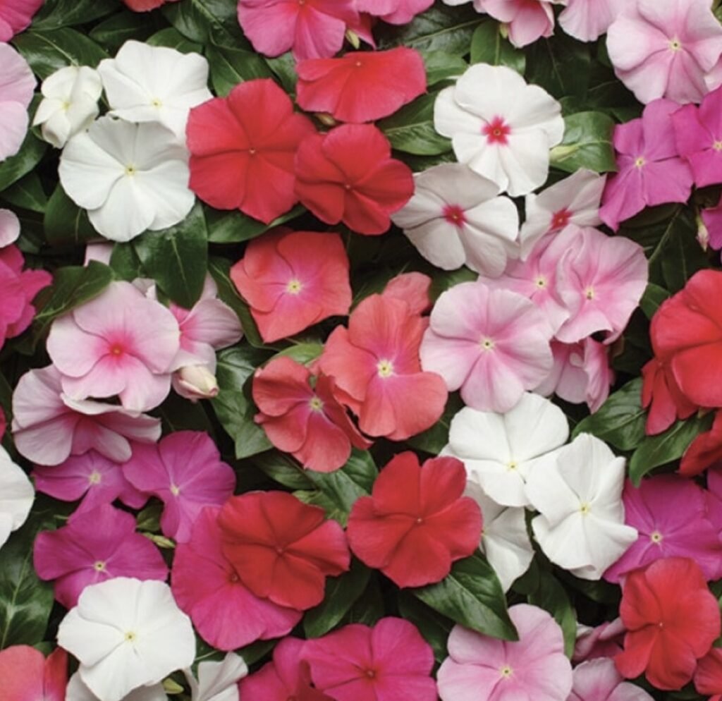 Катарантус рожевий Pacifica Mix, 20шт