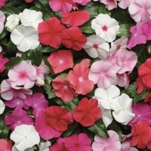 Катарантус рожевий Pacifica Mix, 20шт