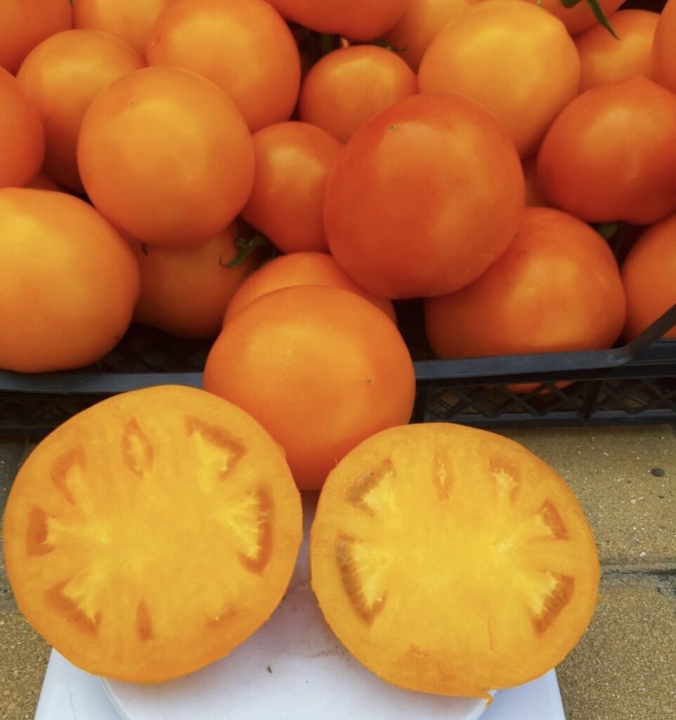 Томат Батур F1, 10шт