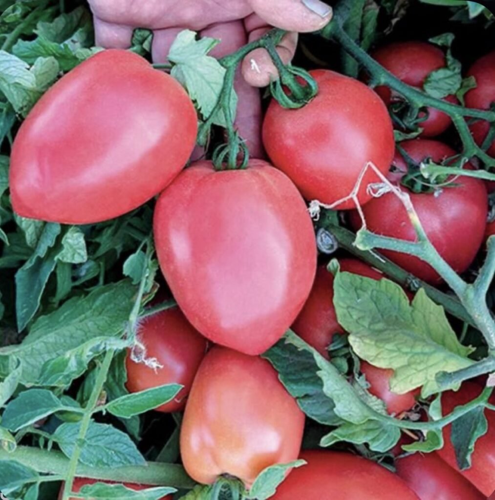 Томат Пінк Крос F1, 10шт