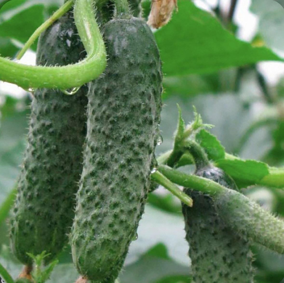 Огірок Аристократ F1, 10шт Огірок Аристократ F1, 10шт