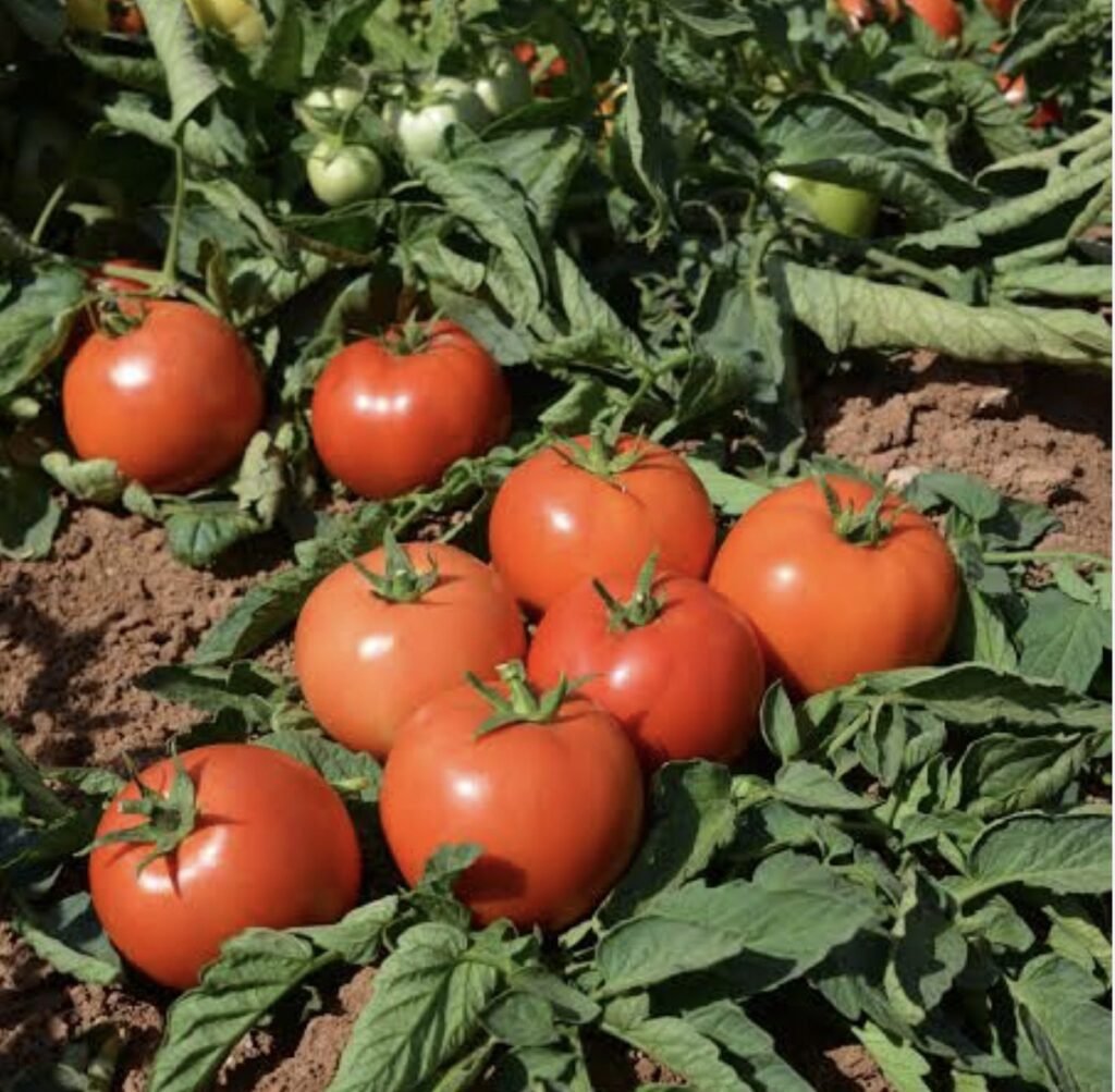 Томат Йолнар F1, 10шт Томат Йолнар F1, 10шт