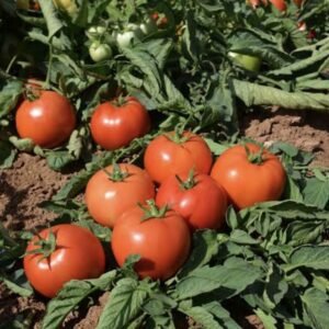 Томат Йолнар F1, 10шт Томат Йолнар F1, 10шт
