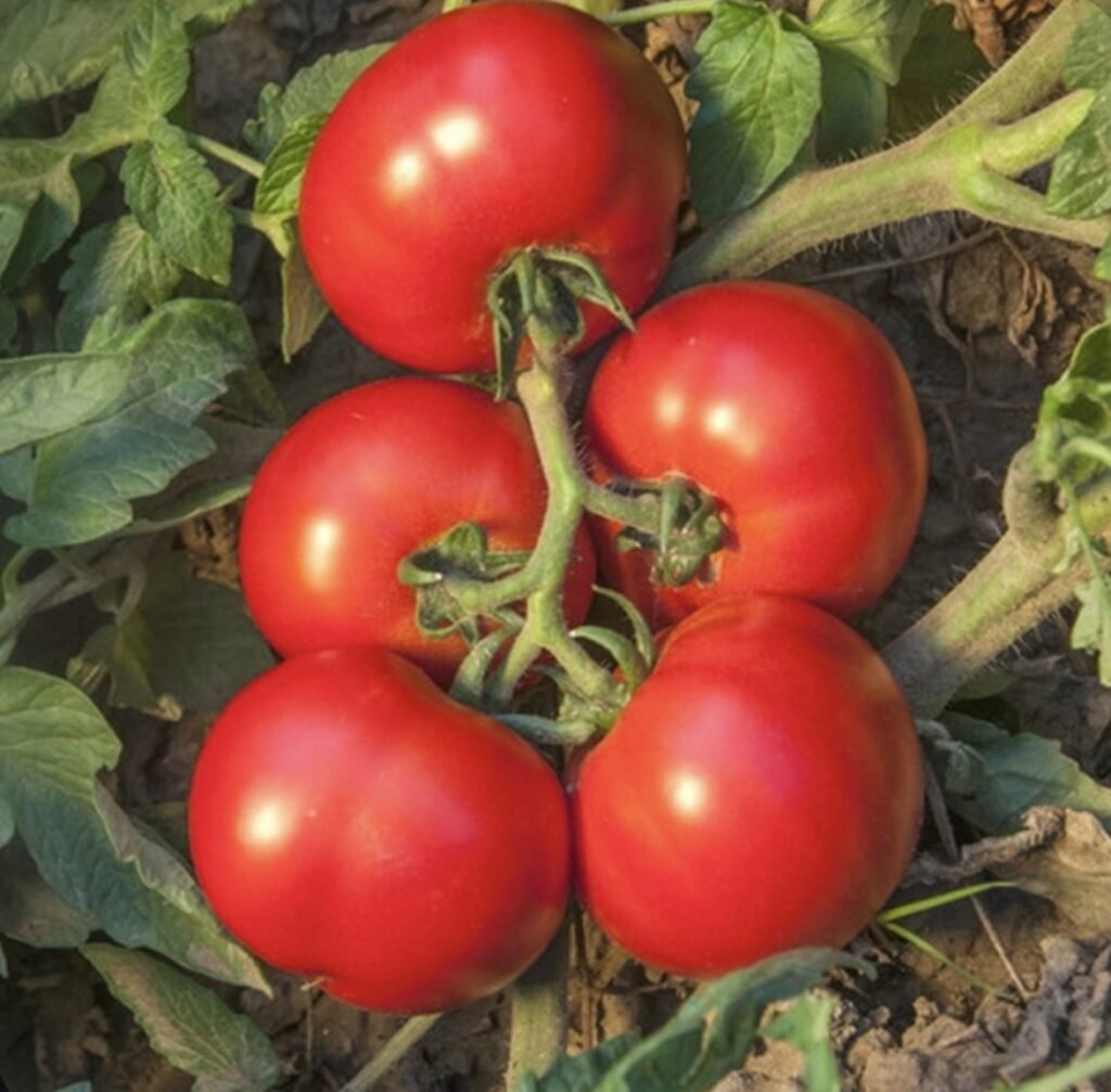 Томат Джокер F1, 10 шт Томат Джокер F1, 10 шт