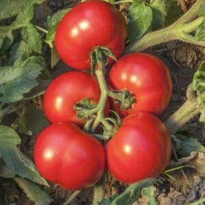 Томат Джокер F1, 10 шт