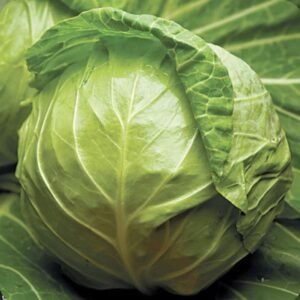 Капуста Джетодор F1, 10шт