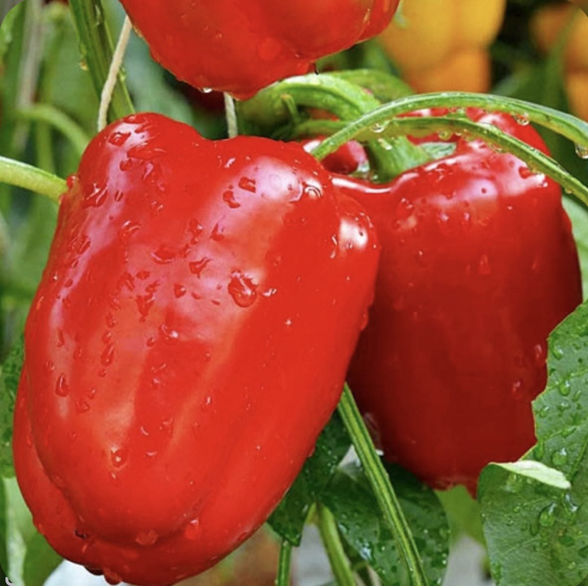 Перець Каліфорнійське диво, 10шт Перець Каліфорнійське диво, 10шт