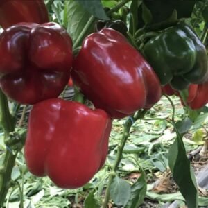 Перець Амарок F1, 10шт