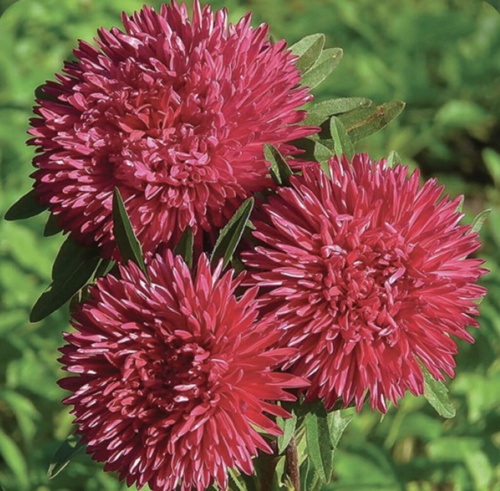 Aйстра на зріз Gala Burgundy, 25шт