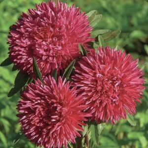 Aйстра на зріз Gala Burgundy, 25шт