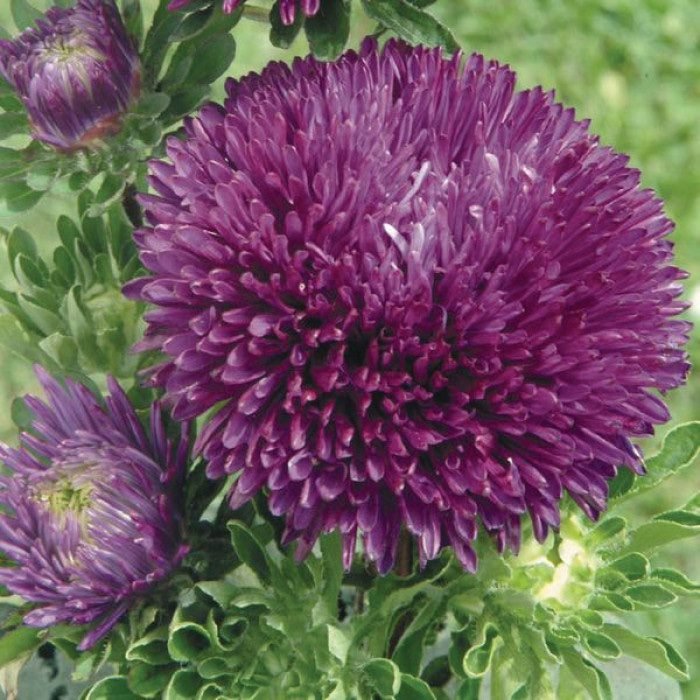 Айстра Gala Purple, 25шт