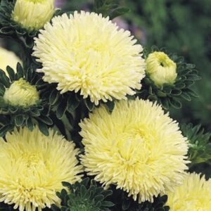 Айстра Gala Yellow, 25шт