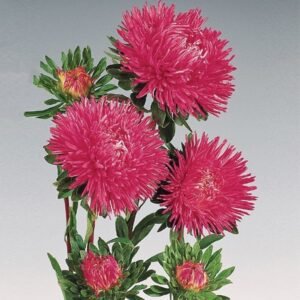 Aйстра Gala Carmine Rose, 25шт