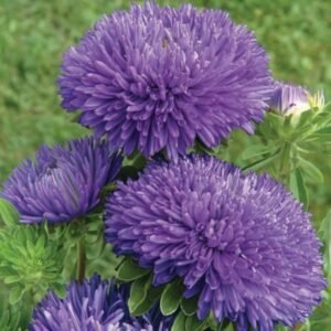 Айстра Gala Blue, 25шт