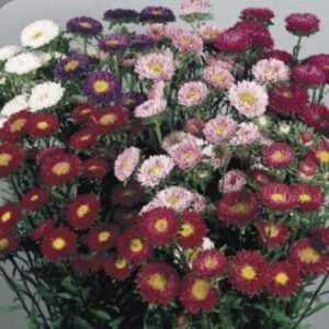 Айстра на зріз Fan Mix, 25шт