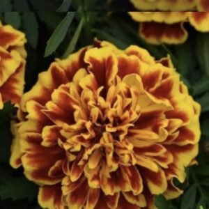 Чорнобривці Bonanza Bee, 25шт Чорнобривці Bonanza Bee, 25шт