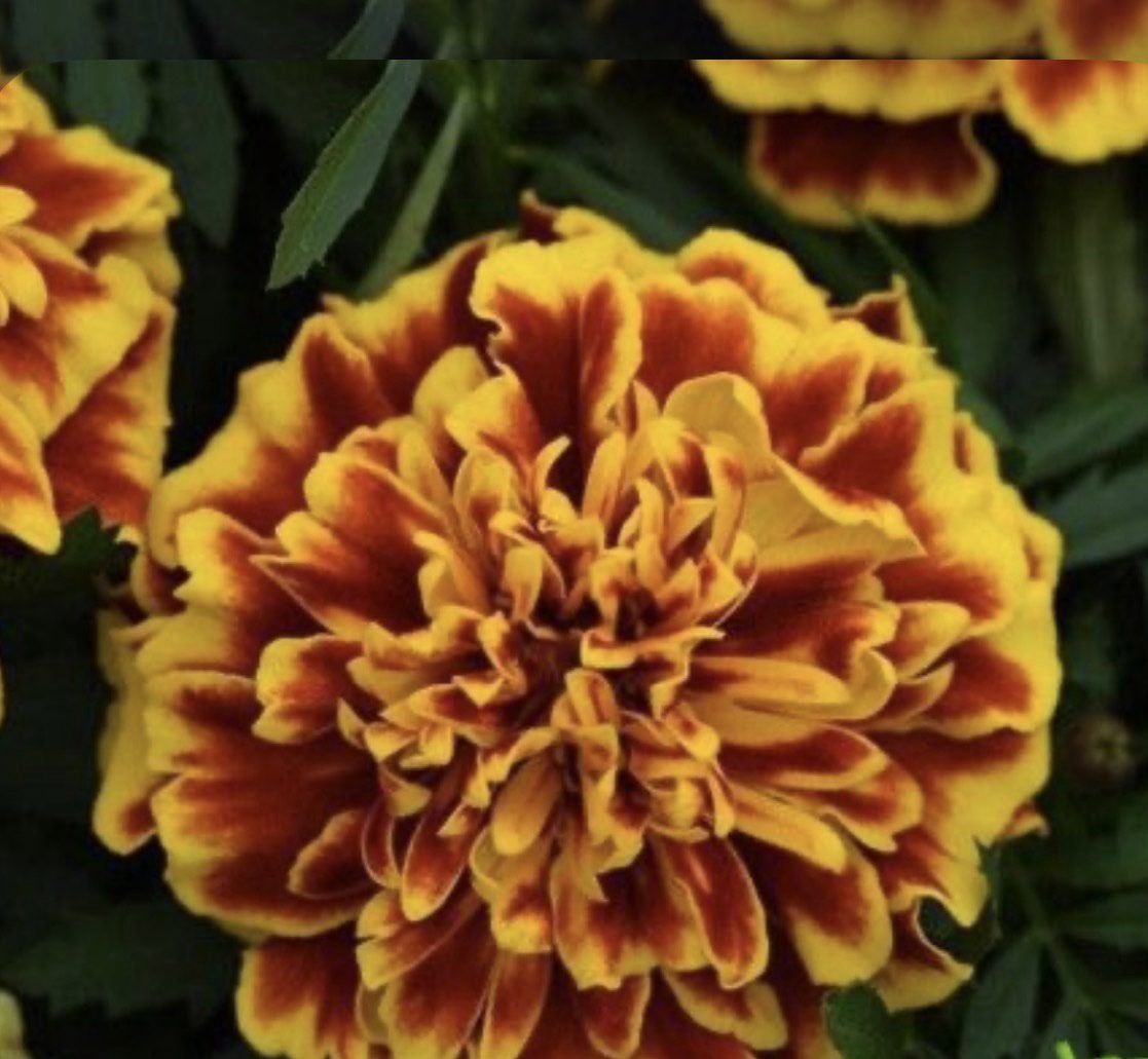 Чорнобривці Bonanza Bee, 25шт Чорнобривці Bonanza Bee, 25шт