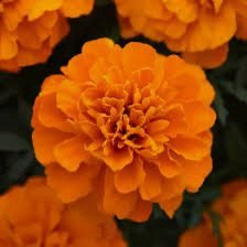 Чорнобривці Bonanza Orange Deep, 25шт