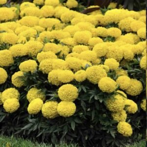 Чорнобривці Taishan Yellow, 10шт