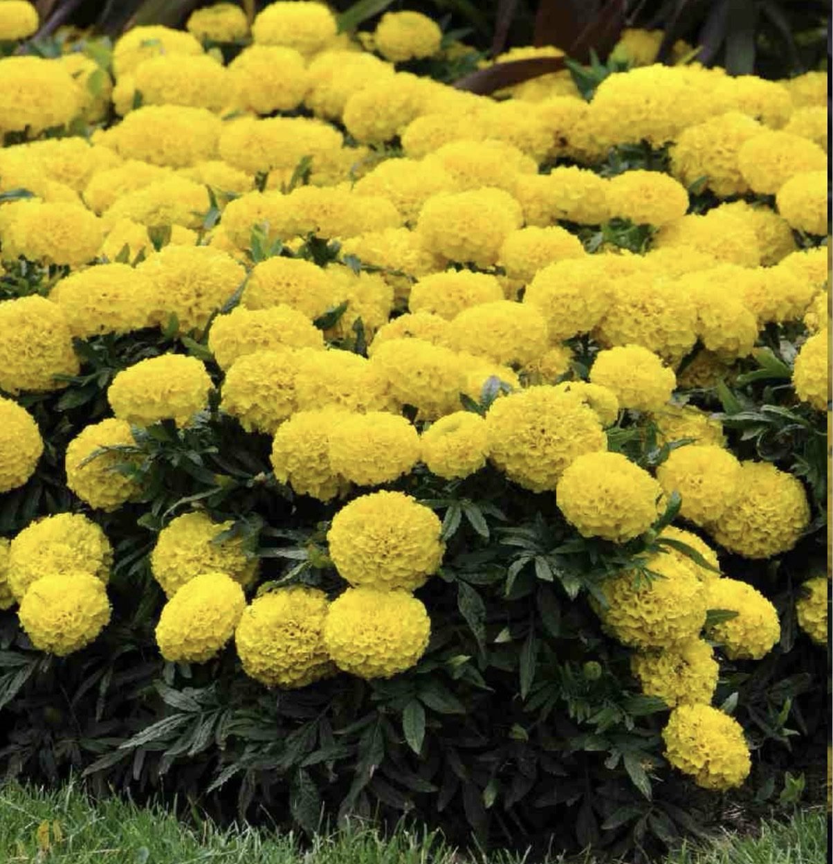 Чорнобривці Taishan Yellow, 10шт Чорнобривці Taishan Yellow, 10шт