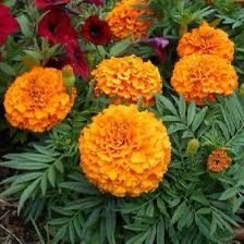 Чорнобривці Taishan Orange, 10шт