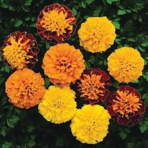 Чорнобривці Little Hero Mix, 25шт