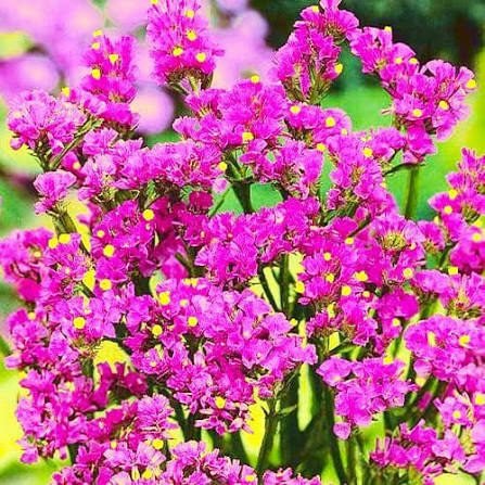 Кермек American Beauty, 25шт