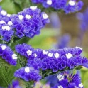 Кермек Heavenly Blue, 25шт Кермек Heavenly Blue, 25шт