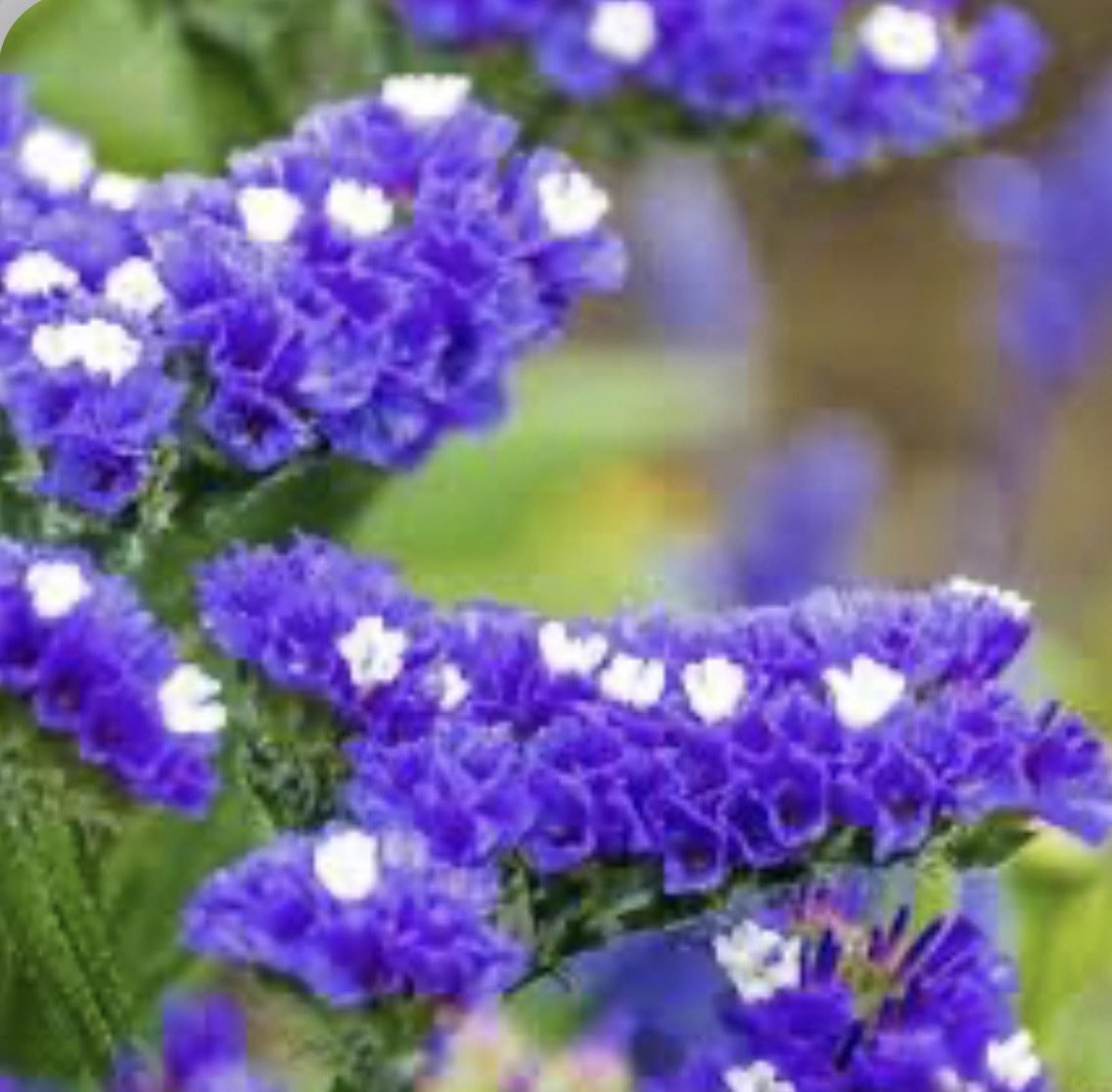 Кермек Heavenly Blue, 25шт Кермек Heavenly Blue, 25шт