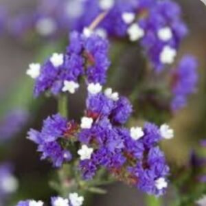 Кермек Midnight Blue, 25шт