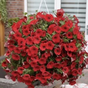 Петунія Opera Supreme Red, 5шт