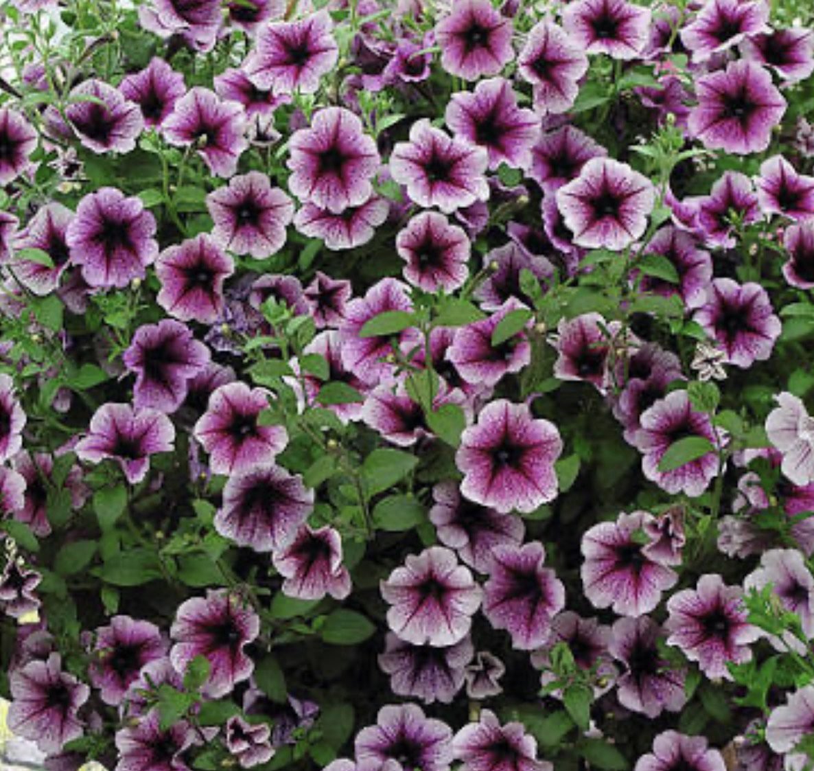 Петунія Opera Supreme Purple Vein, 5шт Петунія Opera Supreme Purple Vein, 5шт