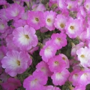 Петунія Opera Supreme Pink Morn, 5шт