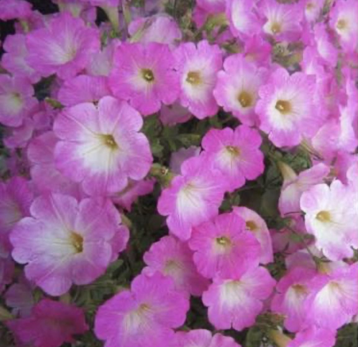 Петунія Opera Supreme Pink Morn, 5шт Петунія Opera Supreme Pink Morn, 5шт