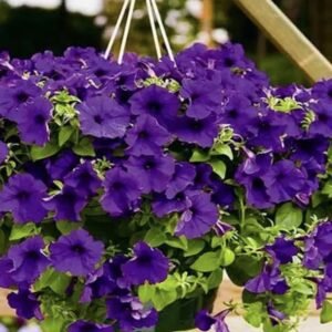 Петунія Opera Supreme Blue, 5шт