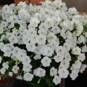 Петунія Opera Supreme White, 5шт