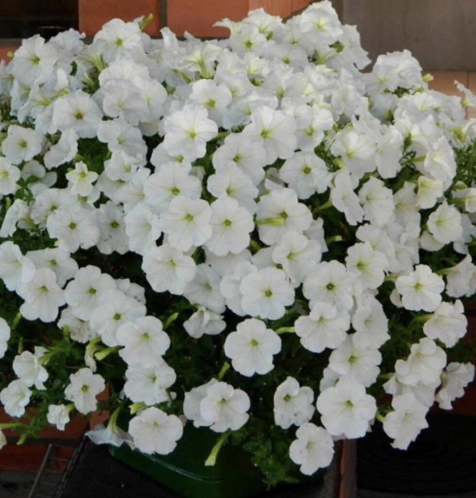 Петунія Opera Supreme White, 5шт