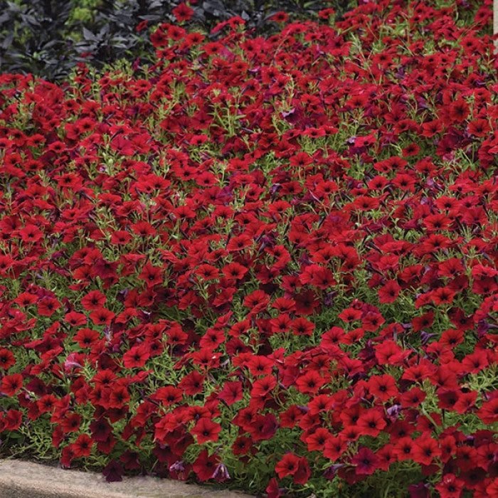 Петунія Tidal Wave Red Velour, 5шт