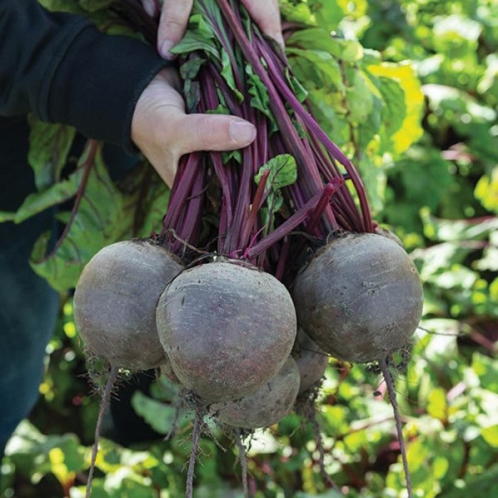 Буряк Бікорес