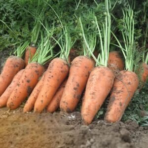 Морква Кумбре F1 2 г