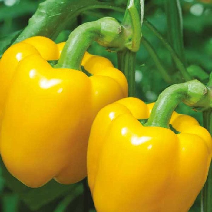 Перець Бачата F1, 10шт