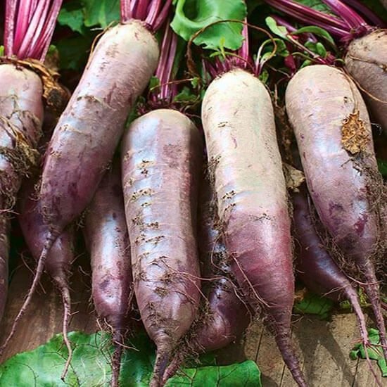 Буряк Регульський циліндр